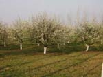 orchardbloom