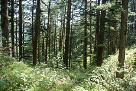 Forest Behind Camp View