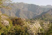 Shaheen Bagh Doon Valley Dehradun (Near Mussoorie) Uttaranchal