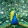 Peacock National Bird India, Holidays in India,
