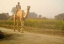 Pratapgarh Farms Camel Ride View
