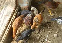 Pratapgarh Farms Rooster