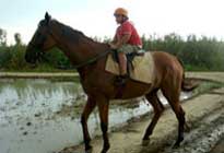 Pratapgarh Farms Horse 