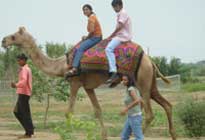 Pratapgarh Farms  Camel Riding