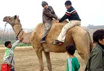Pratapgarh Farms Camel