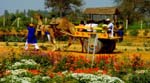 Pratapgarh Farms Activities5