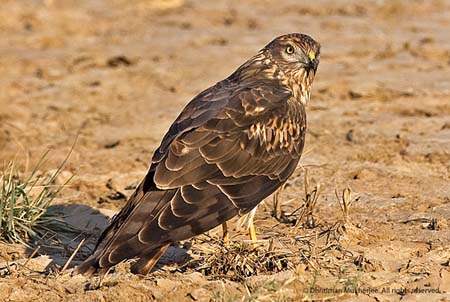 National Park Birs