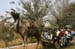 camel cart rides