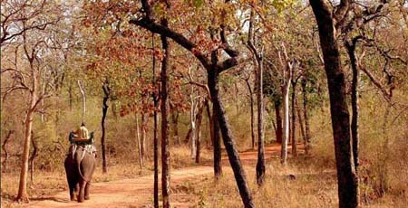 Bandhavgarh-National-Park-V