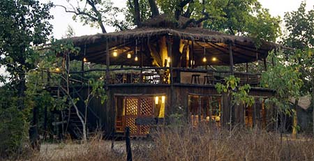 Tree House Restaurant View
