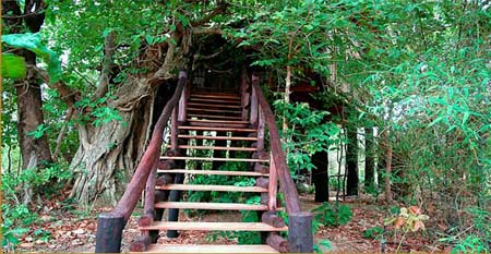 Tree-House-Stair