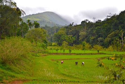 Rivanta Farm, chiplun, Maharashtra 