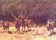 Sariska Palace,sariska palace resort,resorts in sariska,jungle lodge,sariska national park,india,resorts in sariska