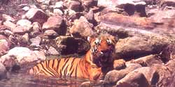 Sariska Palace,sariska palace resort,resorts in sariska,jungle lodge,sariska national park,india,resorts in sariska