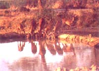Sariska Palace,sariska palace resort,resorts in sariska,jungle lodge,sariska national park,india,resorts in sariska