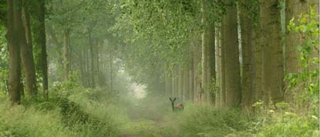 Sitabani forest